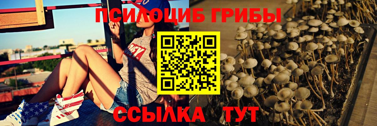 Галлюциногенные грибы Psilocybe Гусь-Хрустальный